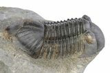 Phacopid (Adrisiops) Trilobite With Paralejurus #287366-7